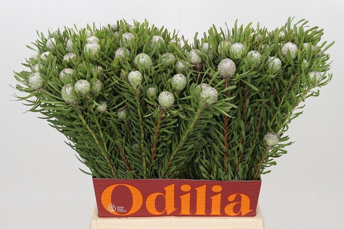 <h4>LEUCAD SILVER PEARL LEUCADENDRON AY</h4>