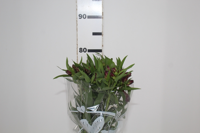 <h4>ALSTROEMERIA POMPEII 080 CM</h4>