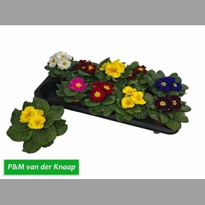 PRIM AC PARADISO GEM