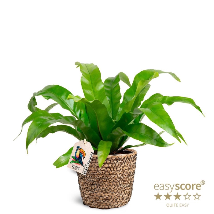 <h4>ASPLENIUM ANTIQUUM p12 basket</h4>