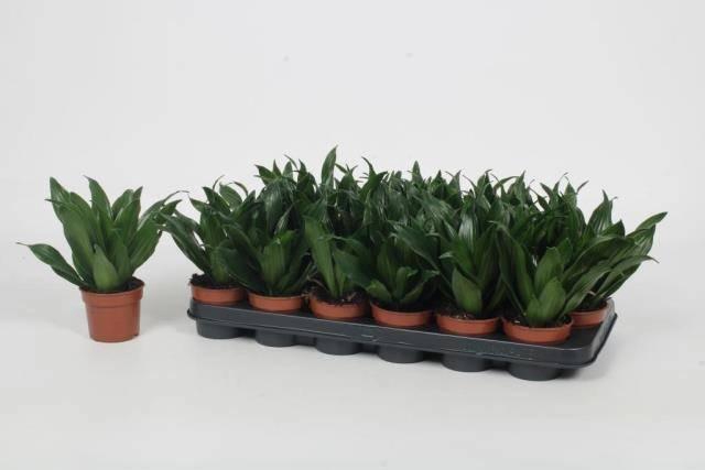 <h4>DRA COMP COMPACTA</h4>