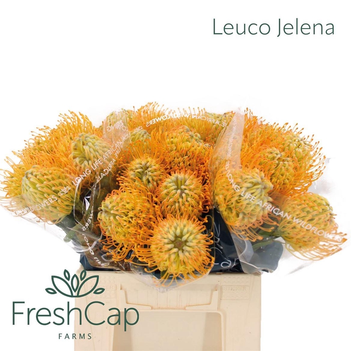 <h4>Leuco Jelena</h4>