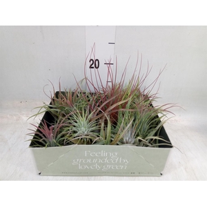 Tillandsia