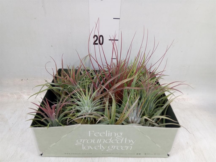 <h4>Tillandsia</h4>