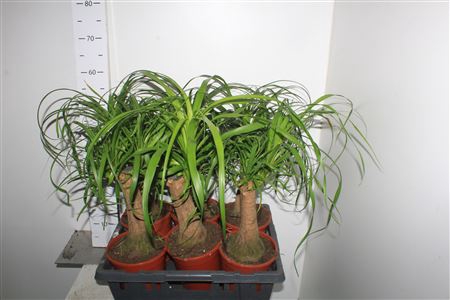 <h4>Beaucarnea Recur</h4>