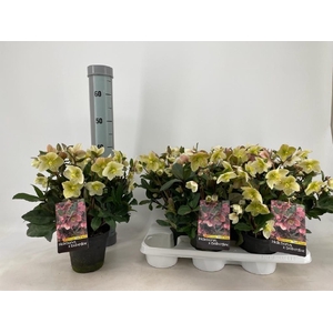 Helleborus x ballardiae Snow Dance 15Ø 40cm 30fl