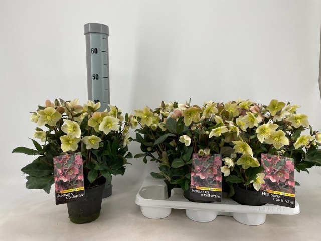 Helleborus x ballardiae Snow Dance 15Ø 40cm 30fl