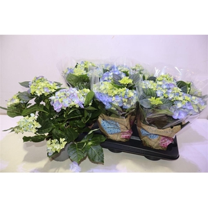 arr8 Hydr M Early Blue