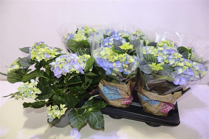 <h4>arr8 Hydr M Early Blue</h4>