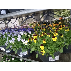Viola wr. 'Cool Wave'   ...mix