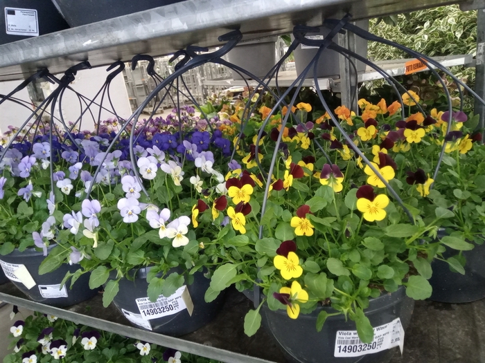 <h4>Viola wr. 'Cool Wave'   ...mix</h4>