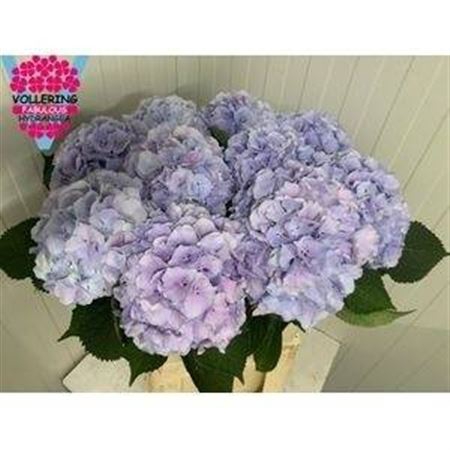 <h4>Hydr M Ch Verena Bl</h4>