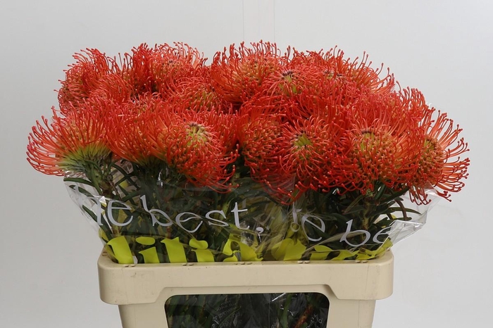 <h4>Nutans Succession</h4>