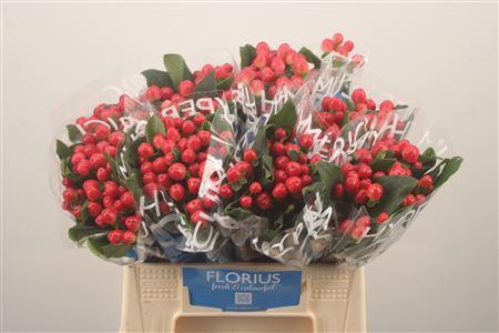 <h4>Hyp Coco Tango Red</h4>