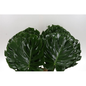 Monstera Blad 35cm Oe