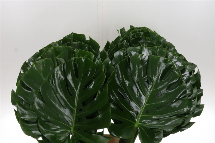 <h4>Monstera Blad 35cm Oe</h4>