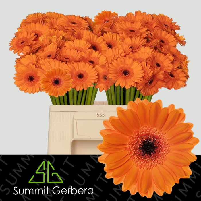 <h4>GE MI BISON</h4>