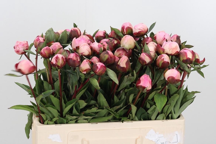 <h4>Paeo Gardenia</h4>