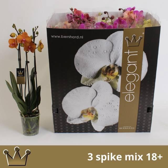 <h4>PHAL GEM 7 KL</h4>