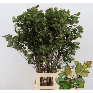 ARONIA MELANOCAR BLD