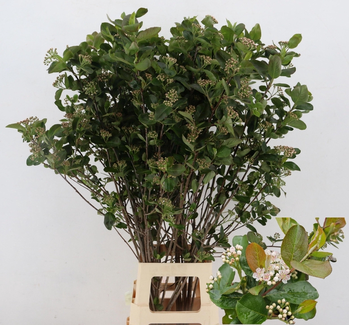 <h4>ARONIA MELANOCAR BLD</h4>