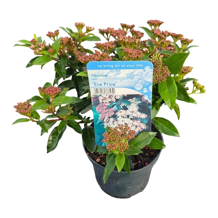 <h4>Viburnum tinus 'Eve Price' C2</h4>