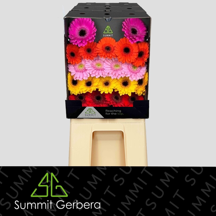 <h4>Germini Mix Diamond</h4>