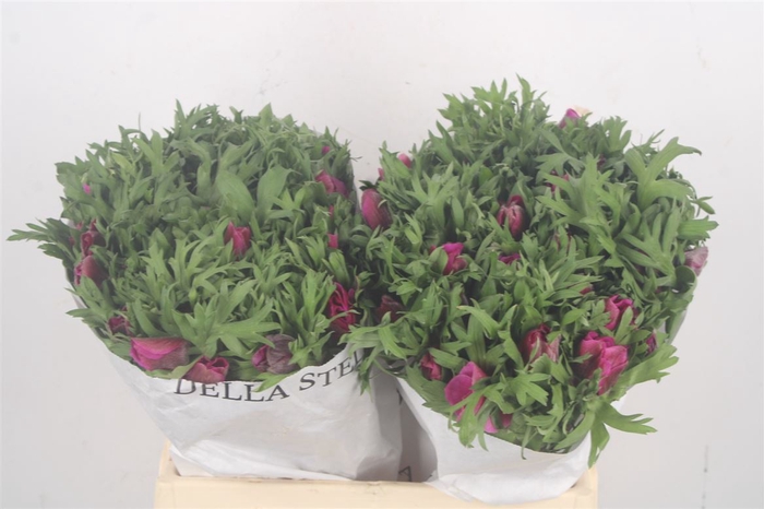 <h4>Anemone Mistral Fuchsia</h4>