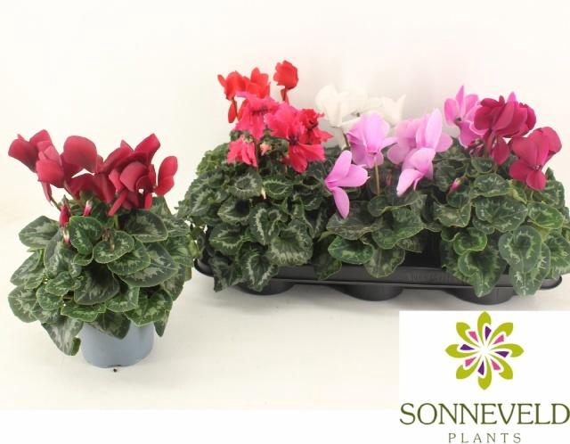 <h4>CYCL GR SUP XL</h4>