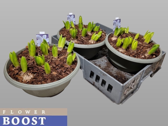 <h4>HYACIN WHITE PEARL</h4>