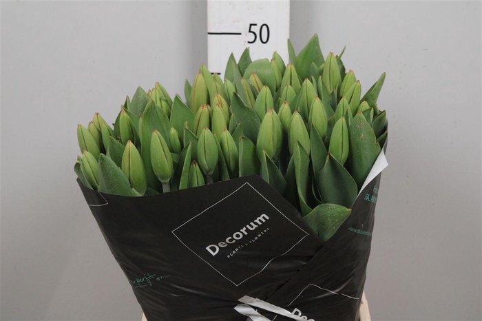 <h4>Tu En Triple A</h4>