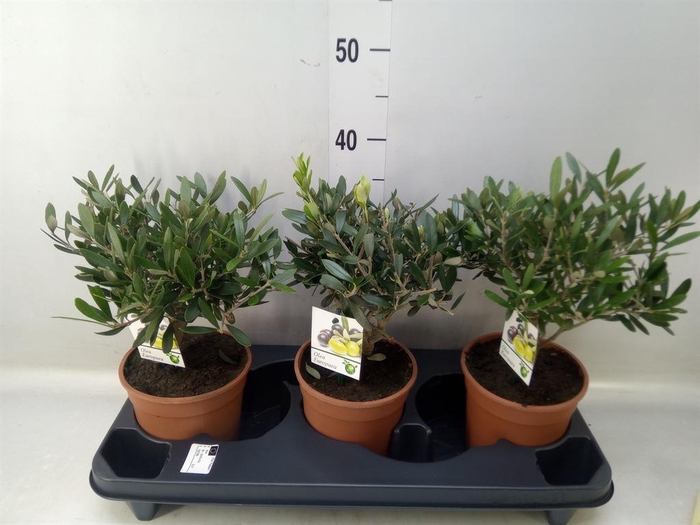 <h4>Olea europaea</h4>