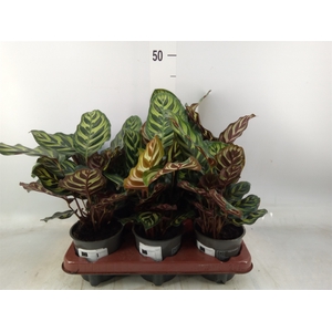 Calathea makoyana