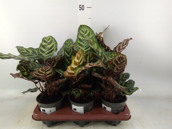 <h4>Calathea makoyana</h4>