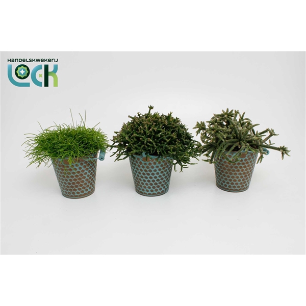 <h4>Rhipsalis mix in zink Berlijn</h4>