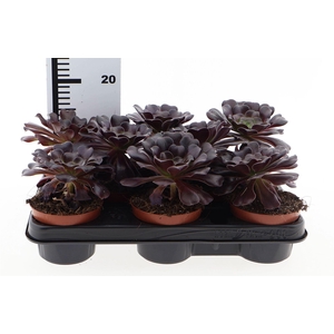 Aeonium arboreum