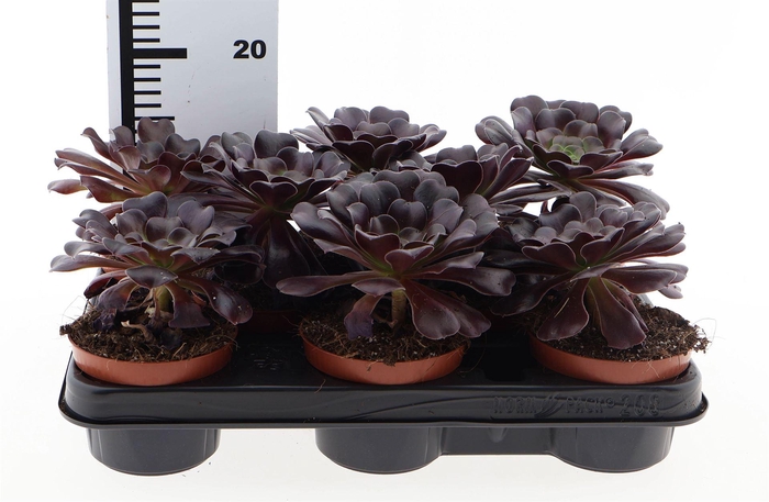 <h4>Aeonium arboreum</h4>