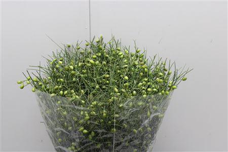 <h4>Ginsterbes Groen</h4>