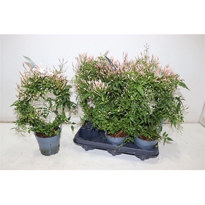 Jasm Polyanthum Wit
