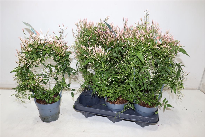 <h4>Jasm Polyanthum Wit</h4>