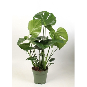 Monstera deliciosa 3 stek pp