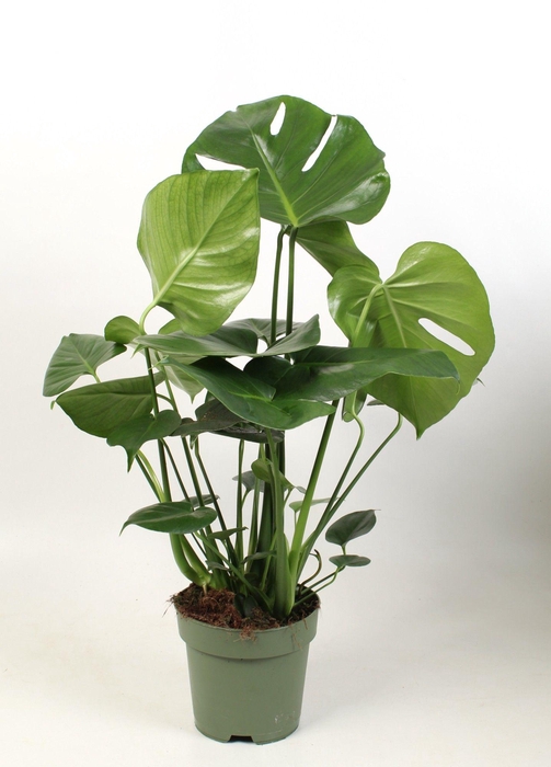 <h4>Monstera deliciosa 3 stek pp</h4>
