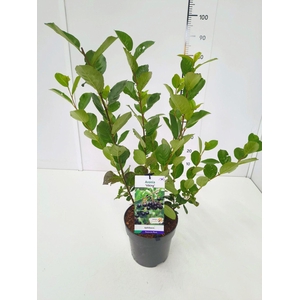 Aronia melanocarpa