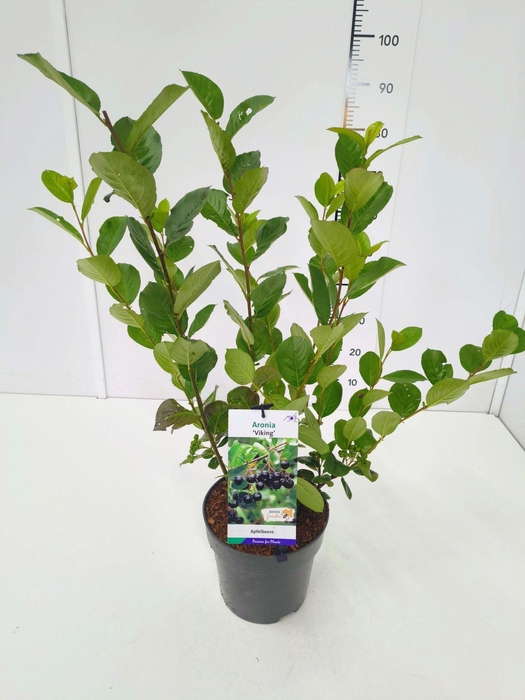 <h4>Aronia melanocarpa</h4>