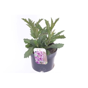 Verbena rigida Venosa