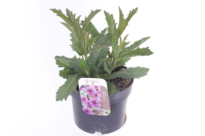 <h4>Verbena rigida Venosa</h4>