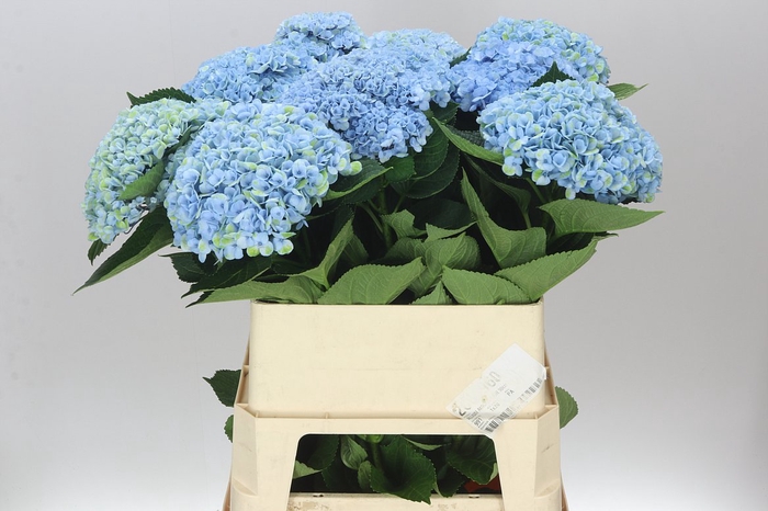 <h4>Hyd Revolution Blue</h4>