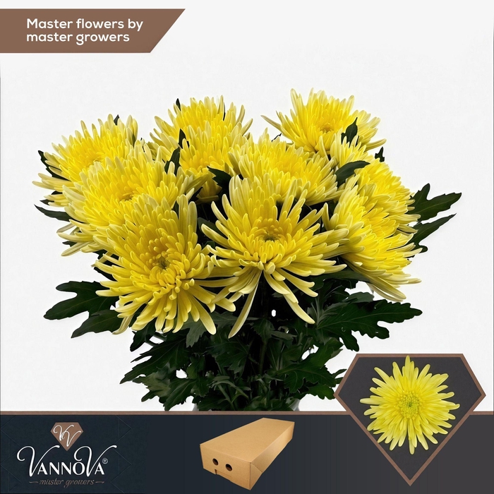 <h4>Chr G Topspin Yellow</h4>