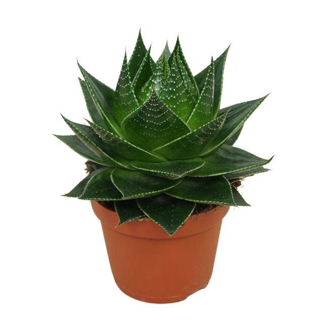 <h4>Aloe Cosmo</h4>