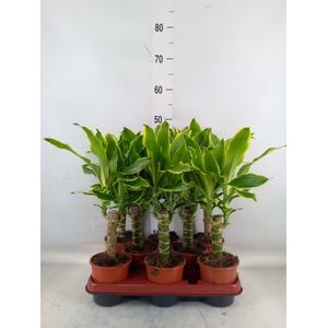 Dracaena frag. 'Golden Coast'